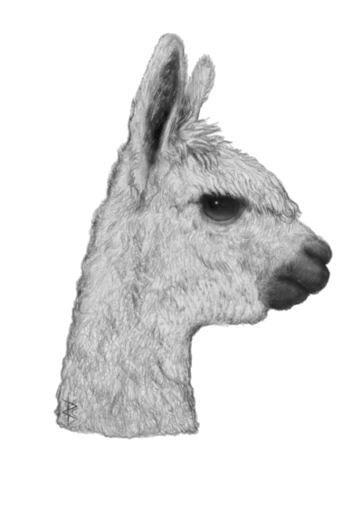 Wildlife Card - Alpaca Portrait (Monochrome)