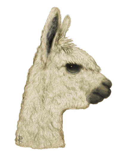 Wildlife Card - Alpaca Portrait (Cream)