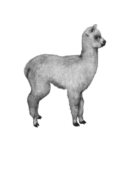Wildlife Card - Alpaca in Profile (Monochrome)