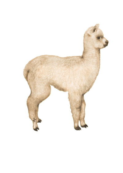 Wildlife Card - Alpaca in Profile (Cream)