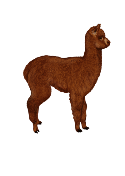 Wildlife Card - Alpaca in Profile (Red)