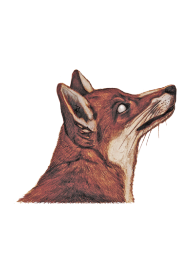 Wildlife Card - Fox Portrait