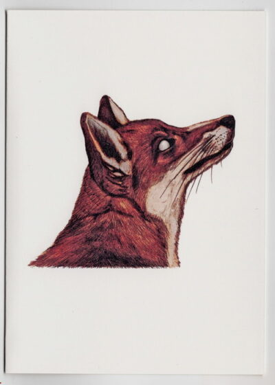 Wildlife Card - Fox Portrait - Image 2