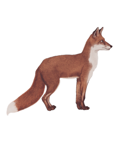 Wildlife Card - Fox in Profile