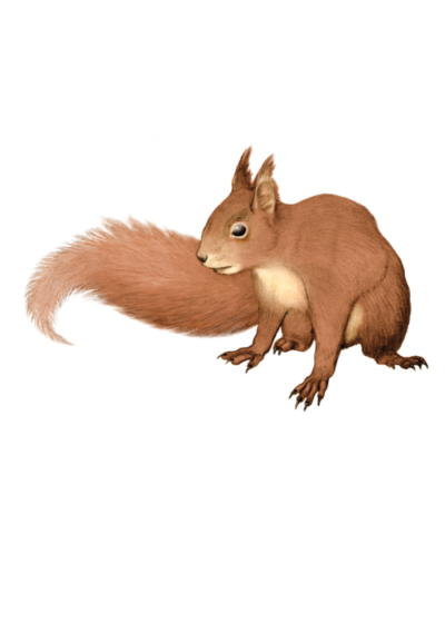 Wildlife Card - Red Squirrel