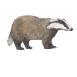 Illustration of a European badger