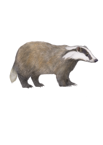 Illustration of a European badger