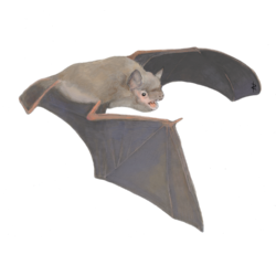 Illustration of a soprano pipistrelle bat