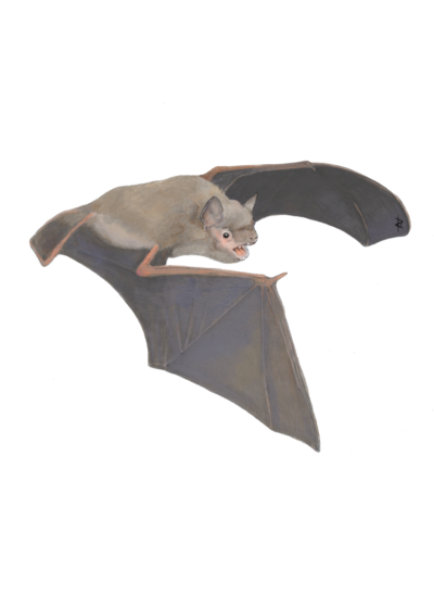 Illustration of a soprano pipistrelle bat