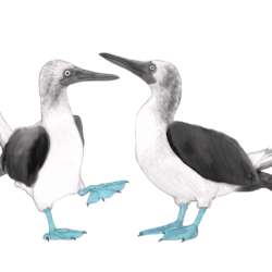 Illustration of blue-footed booby pair