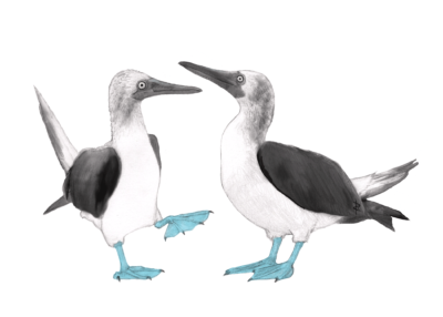 Illustration of blue-footed booby pair