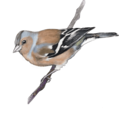 Illustration of a male chaffinch