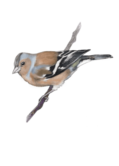 Illustration of a male chaffinch