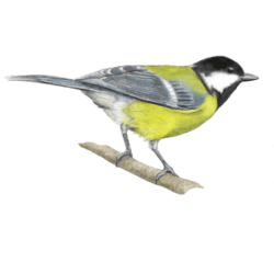 Illustration of a great tit - parus major