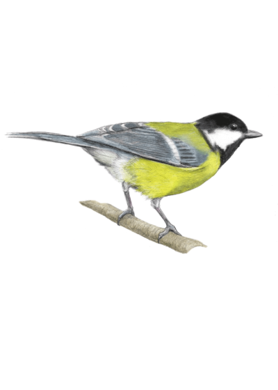 Illustration of a great tit - parus major