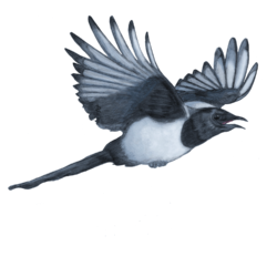 Illustration of a Eurasian magpie