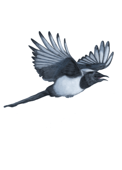 Illustration of a Eurasian magpie