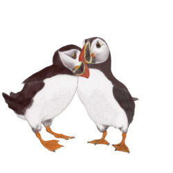 Illustration of puffin pair in landscape orientation