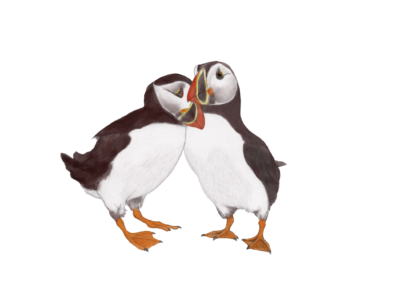 Illustration of puffin pair in landscape orientation