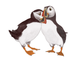 Illustration of puffin pair in portrait orientation