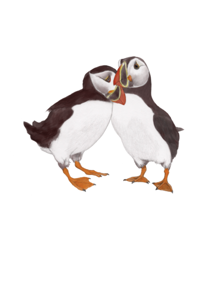 Illustration of puffin pair in portrait orientation