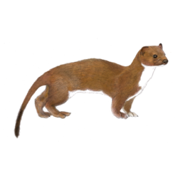 Illustration of an Irish stoat