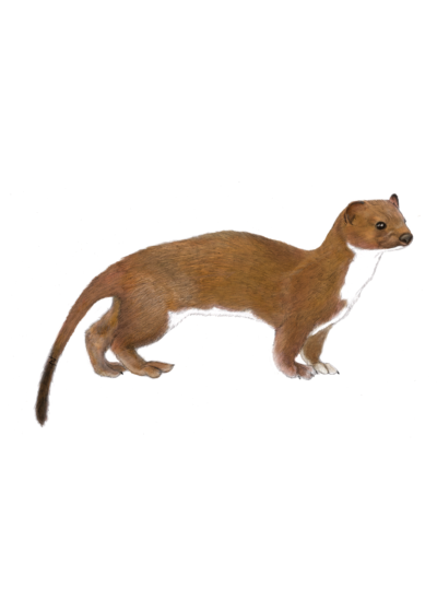 Illustration of an Irish stoat