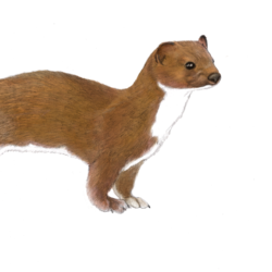 Illustration of an Irish stoat - head and forelegs