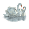 Illustration of mute swan pair