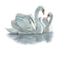 Illustration of mute swan pair