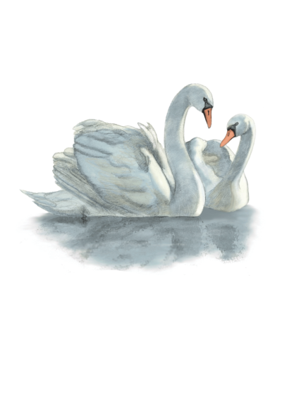 Illustration of mute swan pair