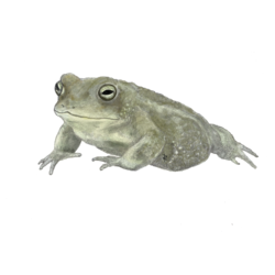 Illustration of a natterjack toad