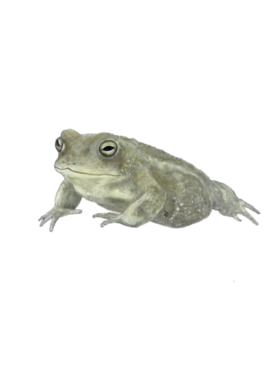 Illustration of a natterjack toad